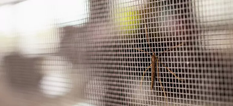 Repair Mosquito Mesh For Windows in Winter Haven, FL